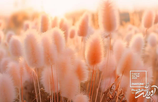 هلویی مخملی رنگ سال 2024 پنتون